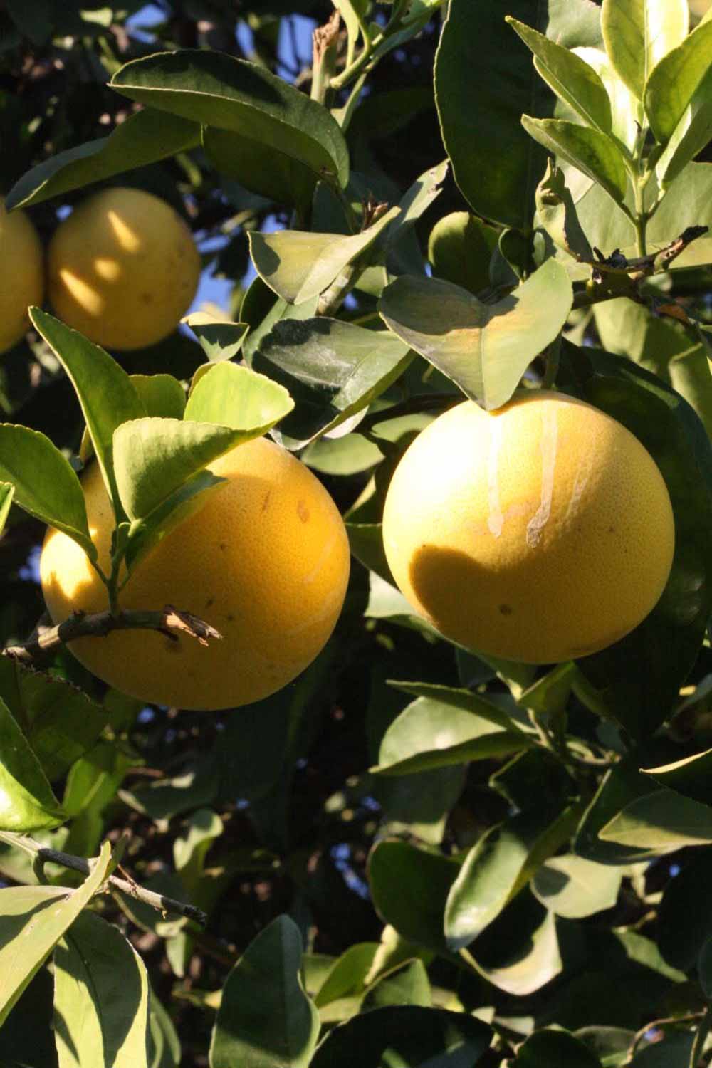              Fruit (Riverside, CA)       